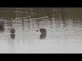 Common Snipe at RSPB Middleton Lakes