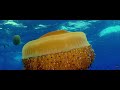 SUNKEN TREASURES OF︱MALTA︱GOZO︱COMINO ︱MEDITERRANEAN SEA BEST SCUBA DIVING︱4K VIDEO