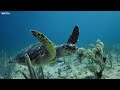 Ocean 4K - Sea Animals for Relaxation, Beautiful Coral Reef Fish in Aquarium (4K Video Ultra HD)