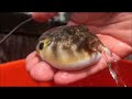 Vacuum Pufferfish