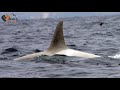 3 Years After This White Killer Whale Vanished, A Scientist Made An Incredibly Rare Sighting