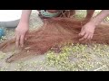 ছোট্ট বিলে নতুন পানিতে প্রচুর মাছ || Catching Fish by the Hand || Vlog 2024