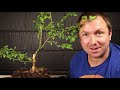 Starting a Bonsai Fuji Cherry From Cheap Material