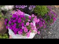 Supertunia Summer!  Planting TONS of Supertunias (and cheating with hanging baskets! 🤫😆)