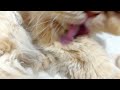 Persian Cat Grooming Itself Asmr 🐈