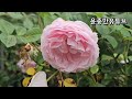 장미꽃 종류 휴대폰사진