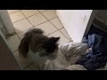 Cat Antics with The Pretty Lily and Nugget (Part 4) Also: YOUTUBE, TURN ON MY COMMENTS!!