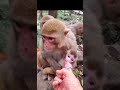 Monkey giving her baby a shower