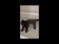 😂 Funniest Cats and Dogs Videos 😺🐶 || 🥰😹 Hilarious Animal Compilation №374