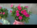 How To Turn A Plastic Bottle Into A Beautiful Flower Garden