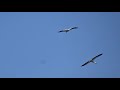 Az első körök! Megkezdték a repülő gyakorlatokat a gólya testvérek!Szalkszentmárton 2020. 07. 07.
