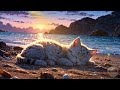 1hour-Healing | 砂浜と夕日と子猫 Sandy beach, sunset and kitten