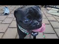 SPC [Soothing Pug Content] -- Louie's Big Day