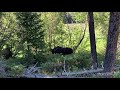 13 Moose in 24 Hours | Rocky Mountain National Park