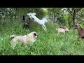 Maurice the Pug with baby goats!