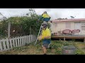 Little Disaster Receives Free Service | Garden Transformation | Wasps Attack