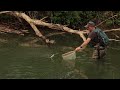 Fish Rising Everywhere! Dry Fly Fishing - Cayuta Creek, NY