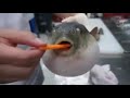 Pufferfish moaning but it gets slower each time