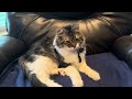 OTIS… living his best Kitty cat life! xoxoxo 6.7.24