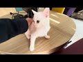 Cat Magic: Seeing the invisible 見えないものを観る