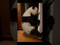 KUNG FU PANDA