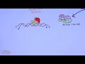 Cell Cycle Regulation | Basic Overview