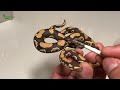 Sculpting Royal Ball Python (Python regius) Polymer Clay Sculpture_Life of Clay