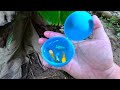Catch Tiny Freshwater Sharks in Colorful Eggs, Triceratops, Ornamental Fish, Zebra Fish, Guppies