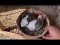 BEST & BIGGEST pigeon farm & fancy pigeon breeds loft design - breeding fancy pigeons