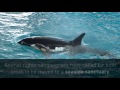 Amazing video captures birth of SeaWorld's last captive orca