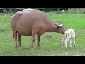 Newborn white water buffalo - ElephantNews