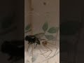 Spider stares at a fly for 2 minutes