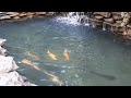 Золотые рыбы в Главрыбе