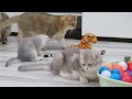 Funniest Animals 2023 😅 New Funny Cats and Dogs 😻🐶 Part 19