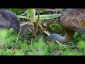 The Sandhill Crane Story - Nikon D500 Wildlife Documentary