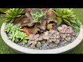 My large succulent dish arrangement.