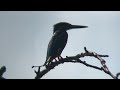 善福寺公園　カワセミ