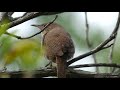 Wren Singing