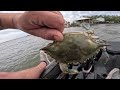 The ULTIMATE BLUE CRAB Experience! [DELICIOUS Catch, Clean, and Cook]