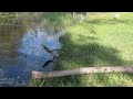 Spiny-Tailed Iguanas and Green Iguanas in South Florida