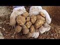 Treasure hunt / find gold nuggets, see how to mine gold nuggets