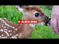 Injured Fawn Rescued - Her Story