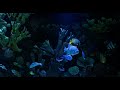 2 HOURS STUNNING 4K UNDERWATER FOOTAGE |  COLORFUL SEA LIFE VIDEO