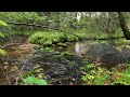 🌿 **River Sounds with Peaceful Music for Relaxation & Meditation** 🌿