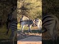 Zebra with its foal | Blacksmith plovers | Elands