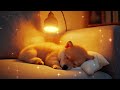 Deep Sleep Music for Dogs 🐶 Anti-Anxiety Music for Dogs🐶Music to Help Dogs Sleep After 30 Minutes