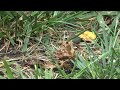 Spicebush Swallowtail (Papilio troilus) seen near Kingstowne Park in Alexandria, VA on May 4, 2019