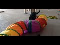 Cat loves his new tunnel #cat #cats #cute