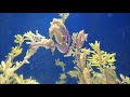 Greater Cleveland Aquarium - Lined Seahorses