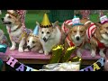 コーギーのゆき＆ゆめ　2023年のまとめ 字幕あり（BGM人生の扉）　Corgi YUKI & YUME in the year 2023　Subtitles available.